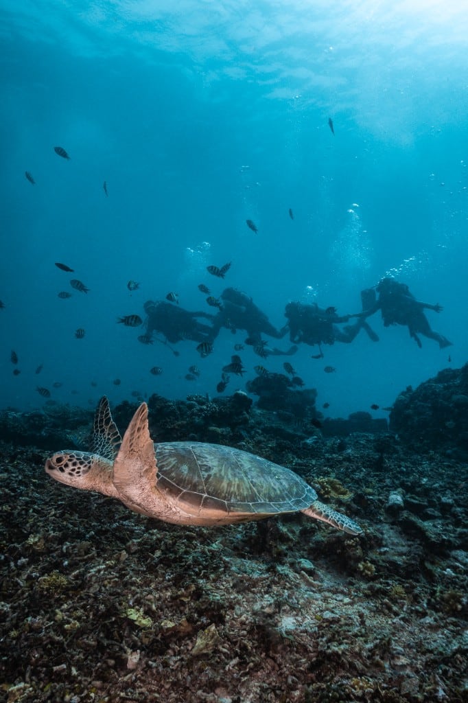 Scuba divers exploring a coral reef with a sea turtle at Gili Meno